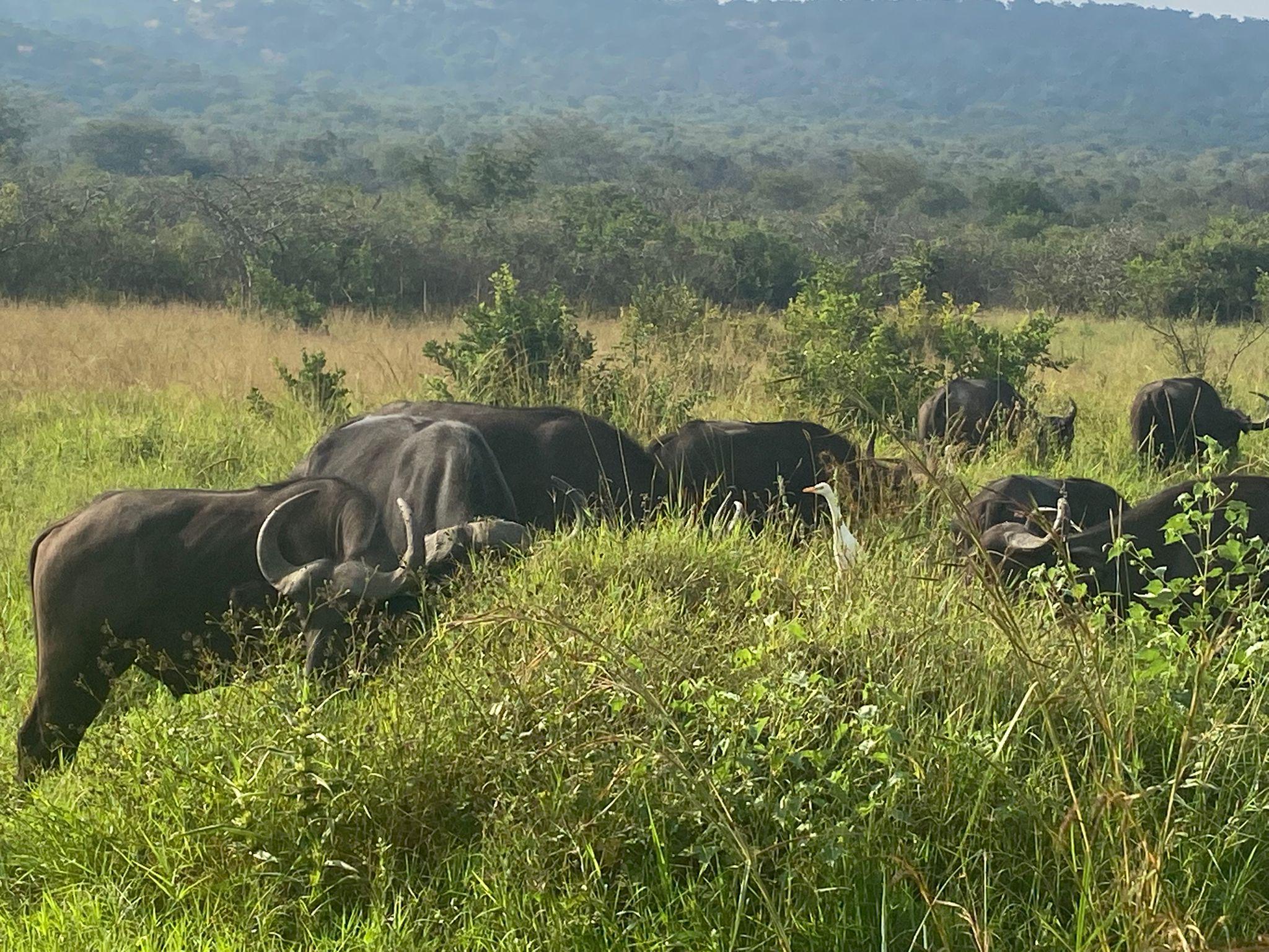 Akagera National Park