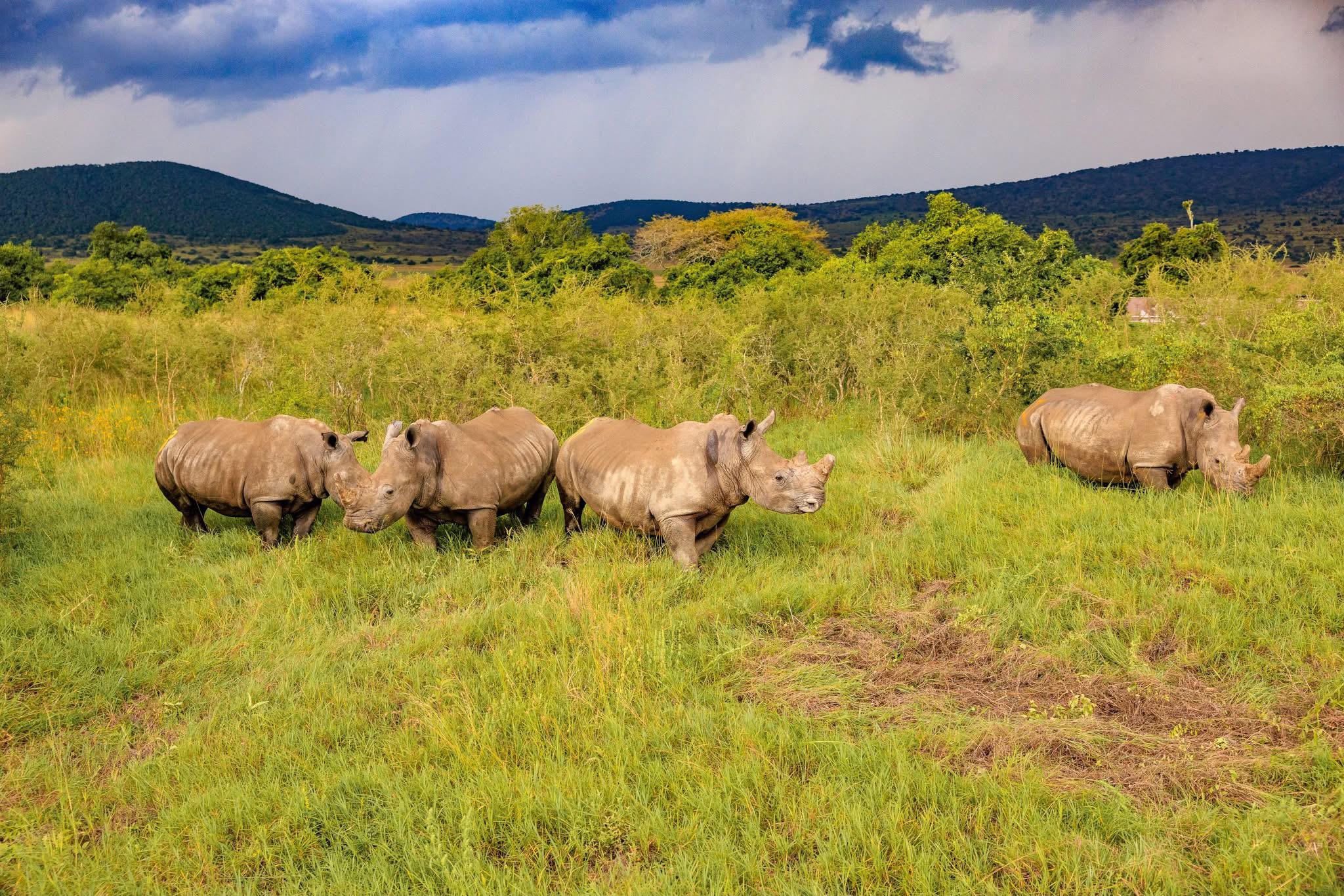 Akagera National Park