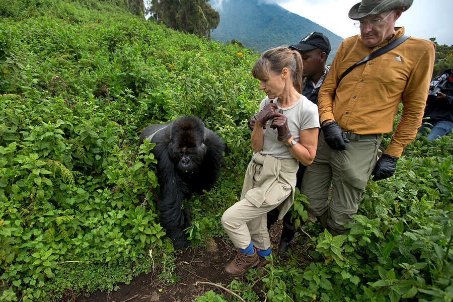 Mountain Gorillas Trekking (Rwanda)