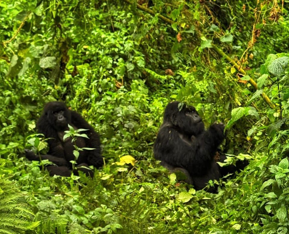 Rwanda’s Mountain Gorilla Documentary Premieres Globally on Netflix
