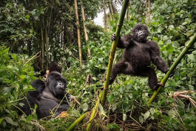 Mountain Gorilla Trekking (Uganda)