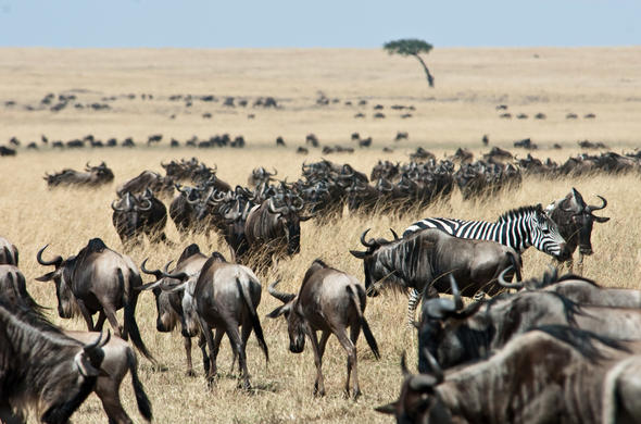Masaai Mara Experience