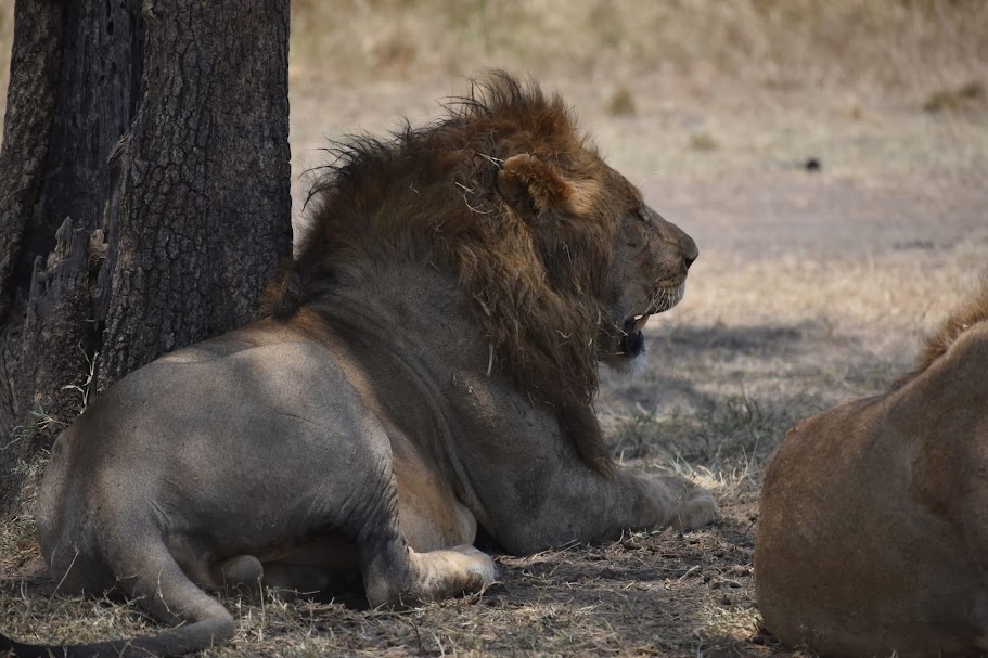 Camping and game drive