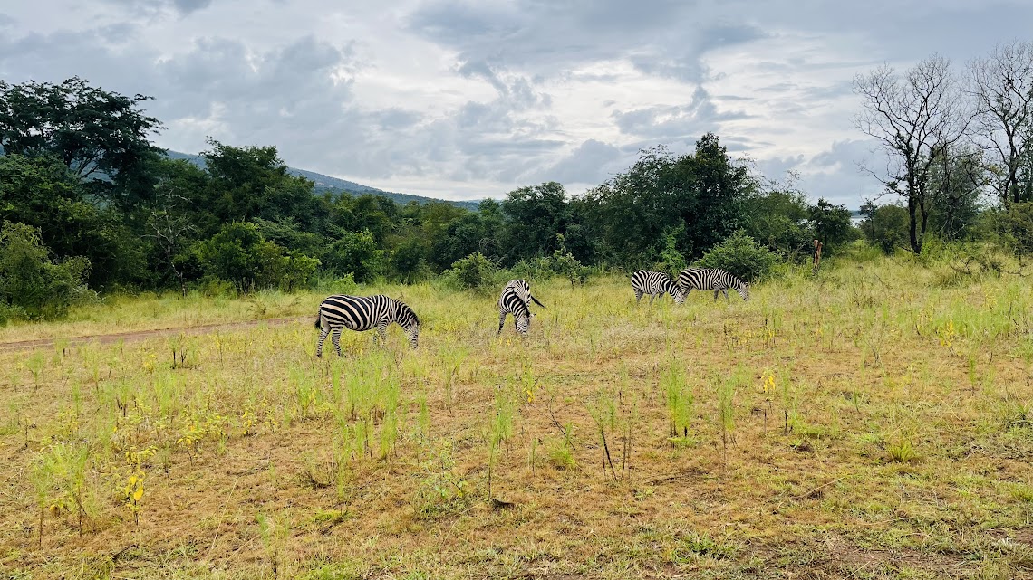 Game drive and boat tour